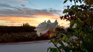 Картинка цветы розы розарий