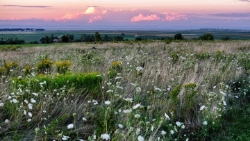 Картинка природа луга простор