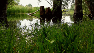 Картинка природа реки озера река лес