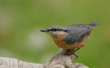 Картинка животные поползни птичка