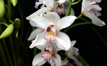 Картинка цветы орхидеи экзотика