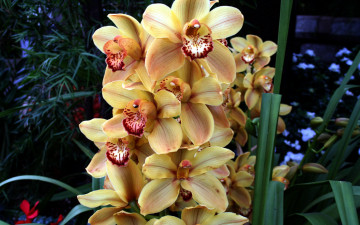 Картинка цветы орхидеи экзотика