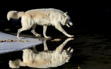 Картинка животные волки +койоты +шакалы волк