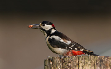 Картинка животные дятлы птичка