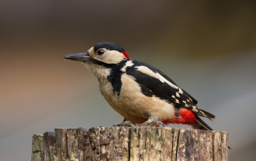 Картинка животные дятлы птичка