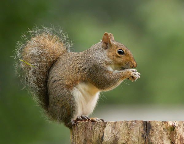 Обои картинки фото животные, белки, белка