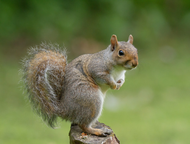 Обои картинки фото животные, белки, белка