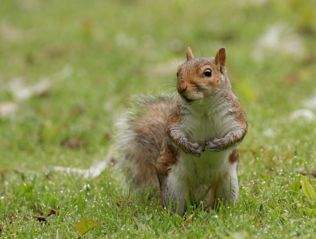 Обои картинки фото животные, белки, белка