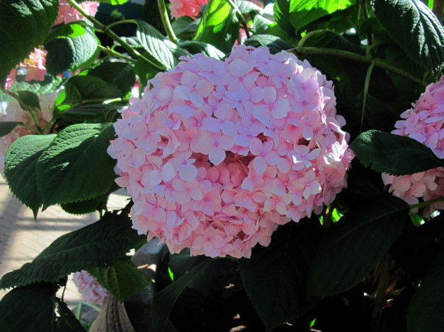 Обои картинки фото цветы, гортензия, розовый