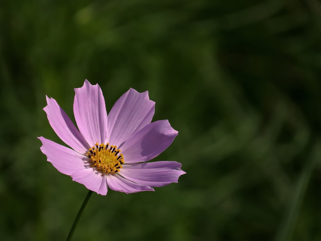 Обои картинки фото цветы, космея, фон, лепестки