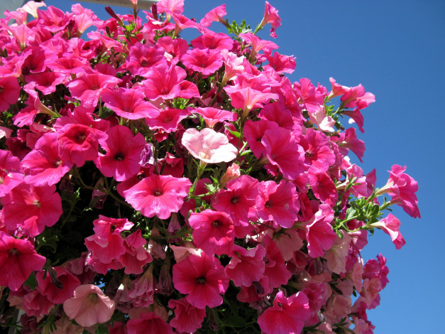 Обои картинки фото цветы, петунии,  калибрахоа, розовый