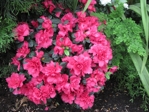 Обои картинки фото цветы, рододендроны , азалии, розовый, азалия