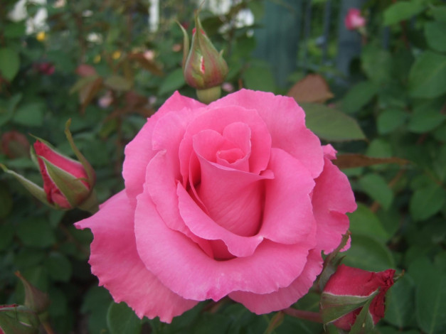 Обои картинки фото цветы, розы, бутоны, розовый