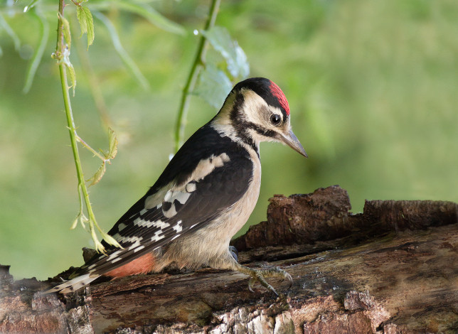 Обои картинки фото животные, дятлы, птичка