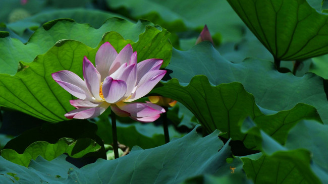 Обои картинки фото цветы, лотосы, фон, лепестки