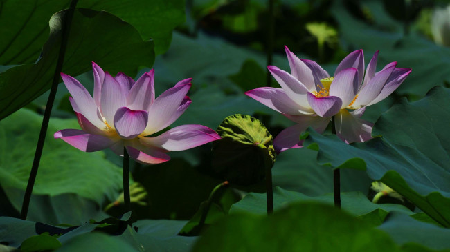 Обои картинки фото цветы, лотосы, фон, лепестки