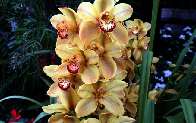 Обои картинки фото цветы, орхидеи, экзотика