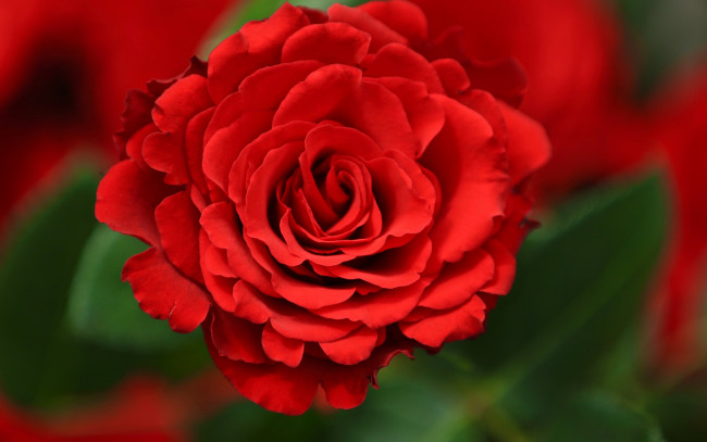 Обои картинки фото цветы, розы, алая, роза, бутон, фон, макро