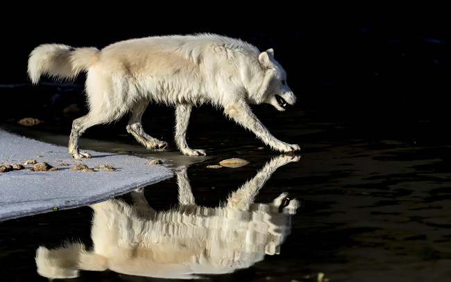 Обои картинки фото животные, волки,  койоты,  шакалы, волк