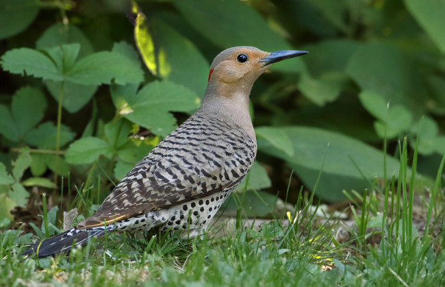 Обои картинки фото животные, дятлы, птичка