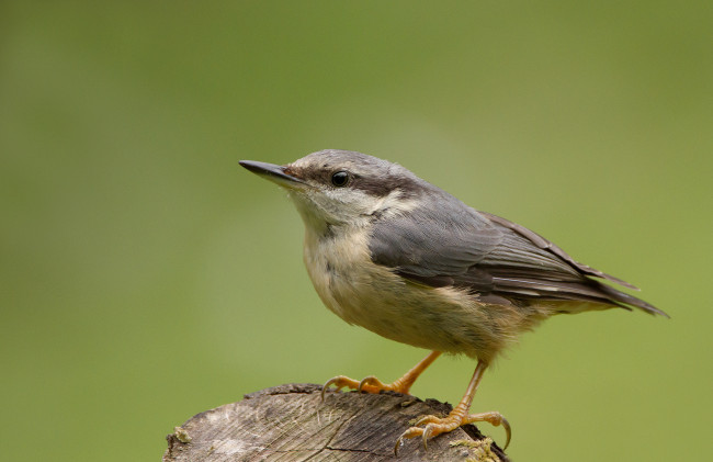 Обои картинки фото животные, поползни, птичка