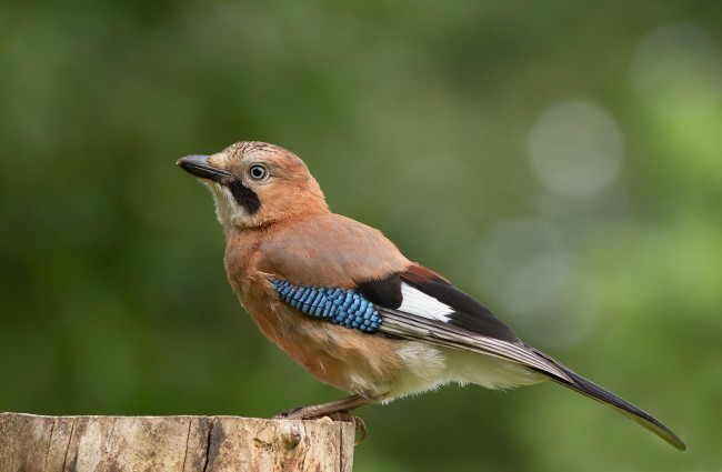 Обои картинки фото животные, сойки, птичка