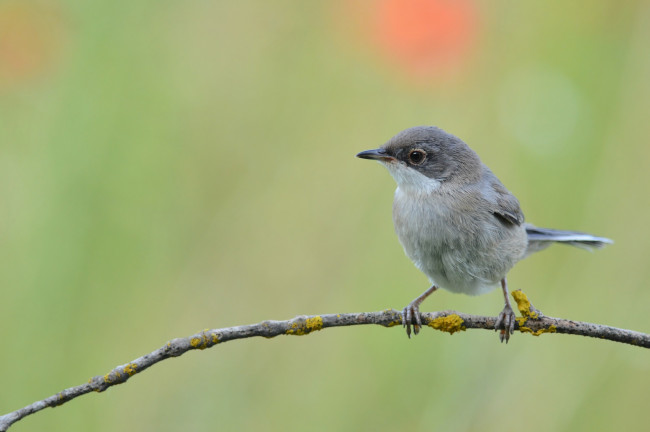 Обои картинки фото животные, птицы, птичка