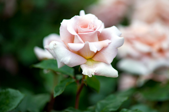 Обои картинки фото цветы, розы, бутон, нежный