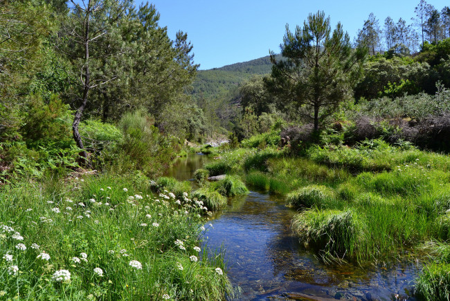 Обои картинки фото природа, реки, озера, лес, река