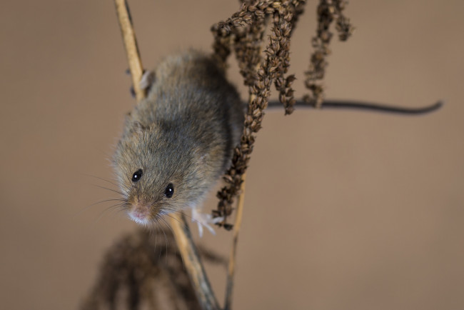 Обои картинки фото животные, крысы,  мыши, мышка