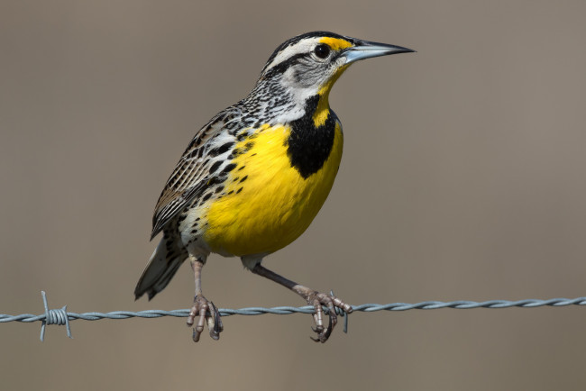 Обои картинки фото животные, птицы, птичка