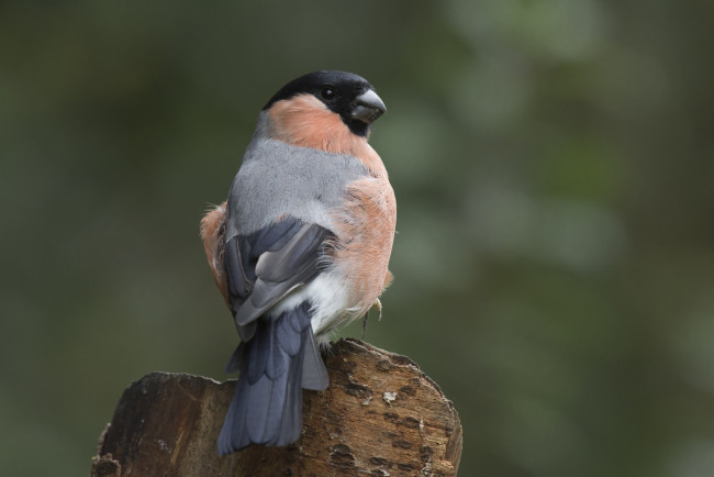 Обои картинки фото животные, снегири, птичка