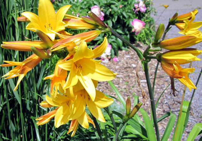 Обои картинки фото цветы, лилии,  лилейники, желтый