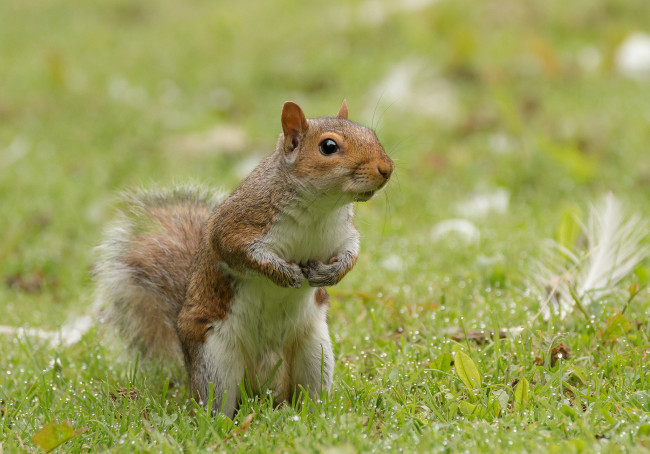 Обои картинки фото животные, белки, белка
