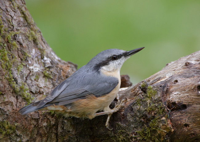 Обои картинки фото животные, поползни, птичка