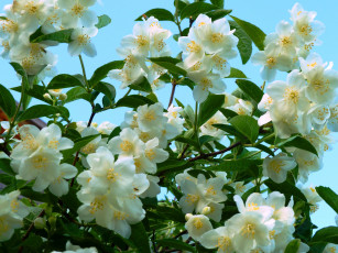 Картинка цветы жасмин флора природа лето позитив