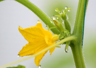 Картинка цветы цветущие+овощи +ягоды капли дача весна теплица роса природа огурец май