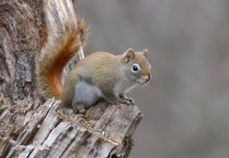 Картинка животные белки зверек
