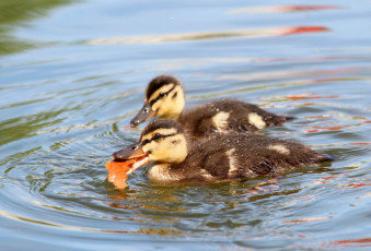 Картинка животные утки лето птицы птенцы пруд природа утята