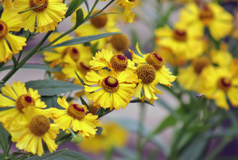 обоя цветы, гайлардии,  гелениумы, лето, лепестки, цветок, фото, фон, флора, растение, гайлардия, август