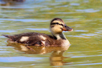 Картинка животные утки водоплавающие весна пруд утёнок утята природа май птицы