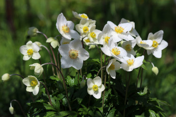 Картинка цветы анемоны +сон-трава цветение природа май красота дача весна