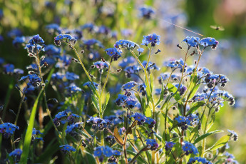 Картинка цветы незабудки май красота весна дача цветение природа
