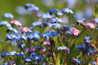 Картинка цветы незабудки природа цветение май красота дача весна