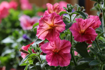 Картинка цветы петунии +калибрахоа природа петуния лето цветение красота дача