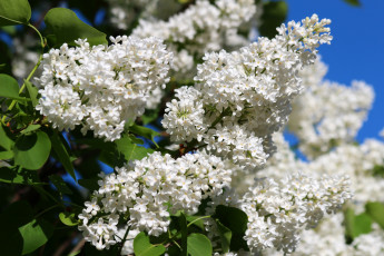 Картинка цветы сирень природа май красота весна цветение