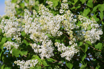 Картинка цветы сирень весна природа май красота дача цветение