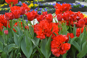 Картинка цветы тюльпаны много лепестки цветение разноцветные