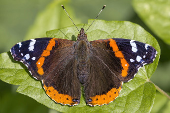 Картинка животные бабочки +мотыльки +моли бабочка