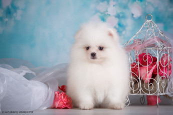 Картинка животные собаки мопс взгляд морда пёс собака